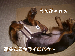souther_20081127c