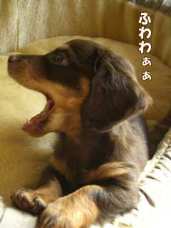 souther_20081127h