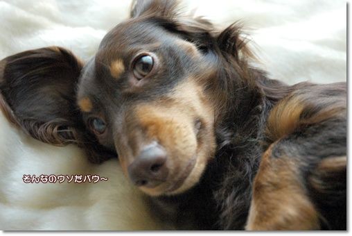 20101229g