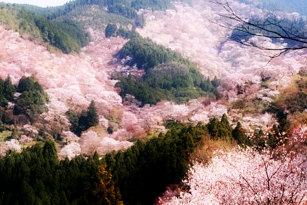 「吉野 桜」の画像検索結果