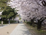 桜2