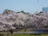 桜1