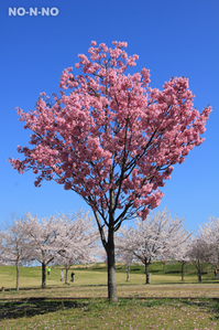 陽光桜