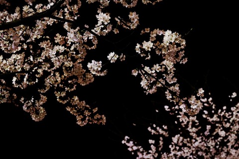 cherry-3266383_1280