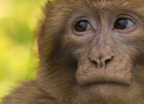 barbary-ape-3797015__340