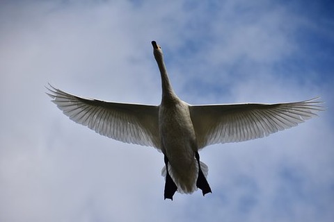 animal-3904240__340