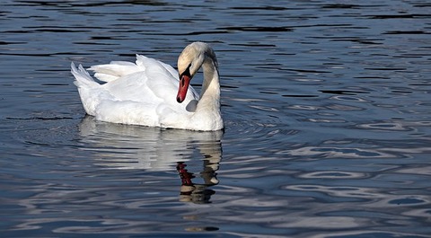 swan-3752746__340
