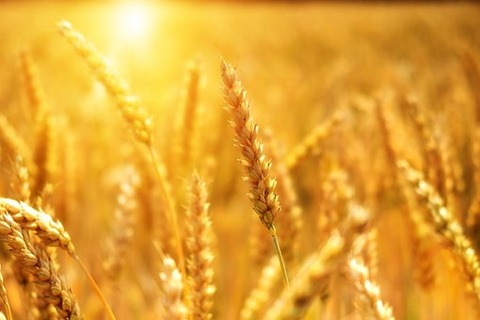 wheat-3506758__340