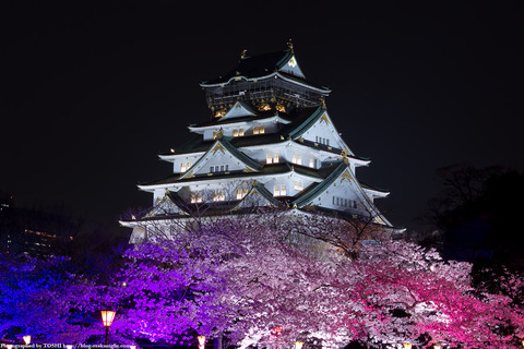 osakajo_sakura_night2012_07