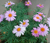 marguerite