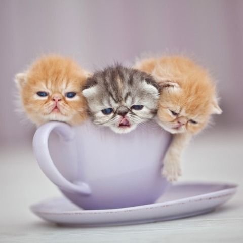 cat_7-jpg-e1409995497187