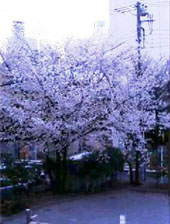 82e85273.jpg