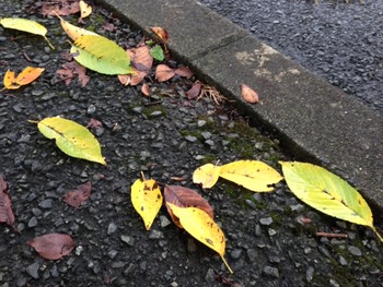 写真 1 (1)