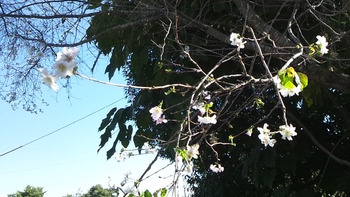 13092810月桜