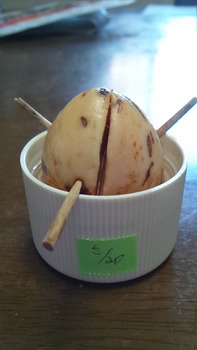 abocado130604