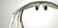 swans15