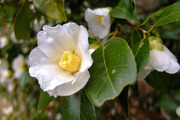 DSCF9167_R