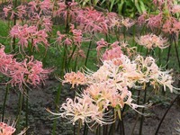 DSCF4901_R
