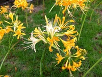DSCF4963_R