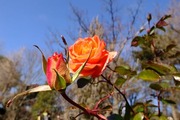 DSCF8941_R