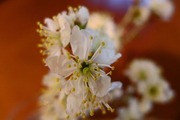 DSCF9931_R