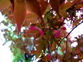 DSCF2394_R