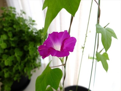 DSCF6386_R