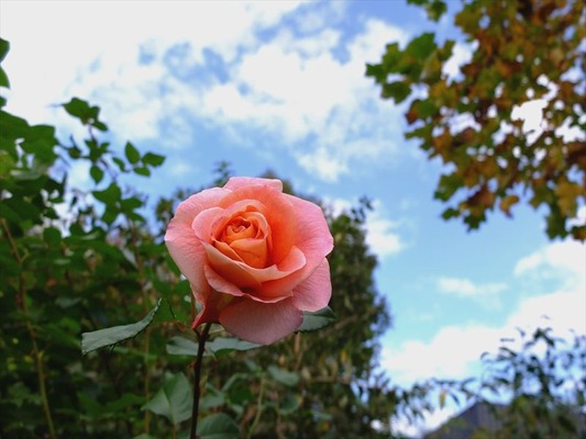 DSCF5683_R