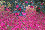 DSCF9458_R