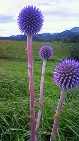 0772e7e9.jpg