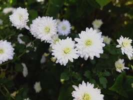 DSCF5439_R