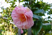 DSCF8911_R