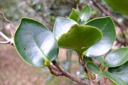 DSCF9178_R
