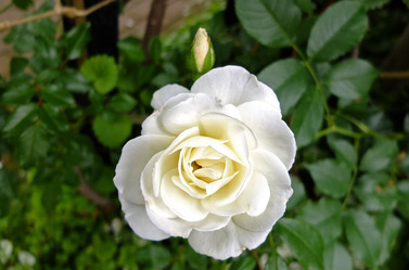 DSCF7436