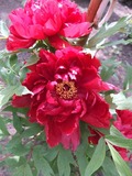 DSCF1540_R