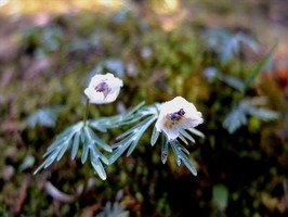 DSCF1186_R