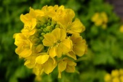 DSCF9091_R