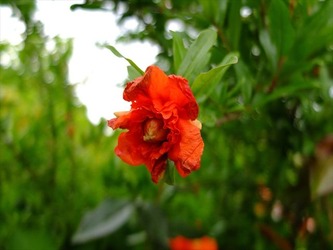DSCF7377_R