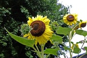 DSCF5567_R