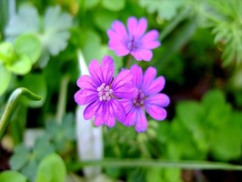 DSCF1842_R