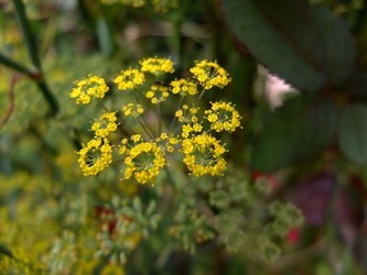DSCF4571_R
