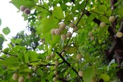 DSCF6159_R