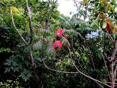 DSCF9594_R