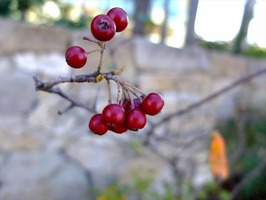 DSCF5829_R