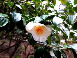 DSCF7001_R