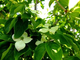 DSCF2467