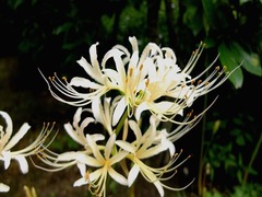 DSCF9372_R