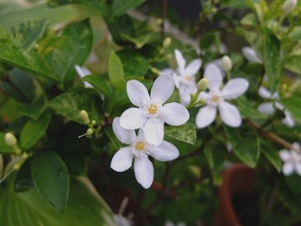 DSCF4854_R