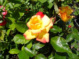 DSCF2514_R