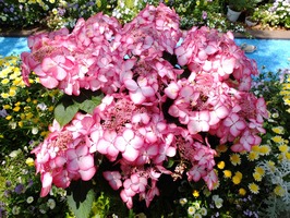 DSCF2507